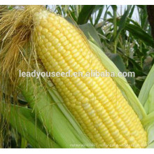 MCO06 Тянь теплостойкий золотисто-желтые сладкие семена кукурузы для посева